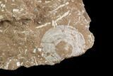 Ordovician Bryozoans (Chasmatopora) Plate - Estonia #98029-3